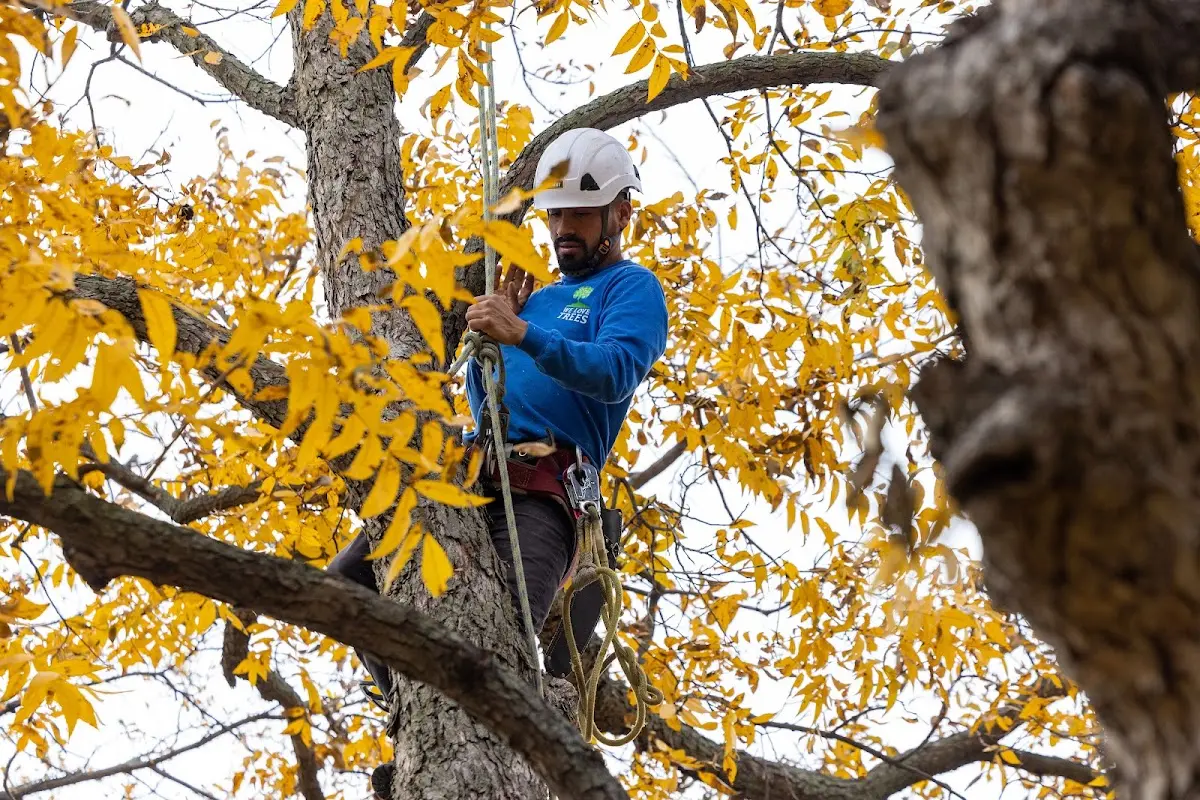 Skilled Tree Planting crew working in Mesa