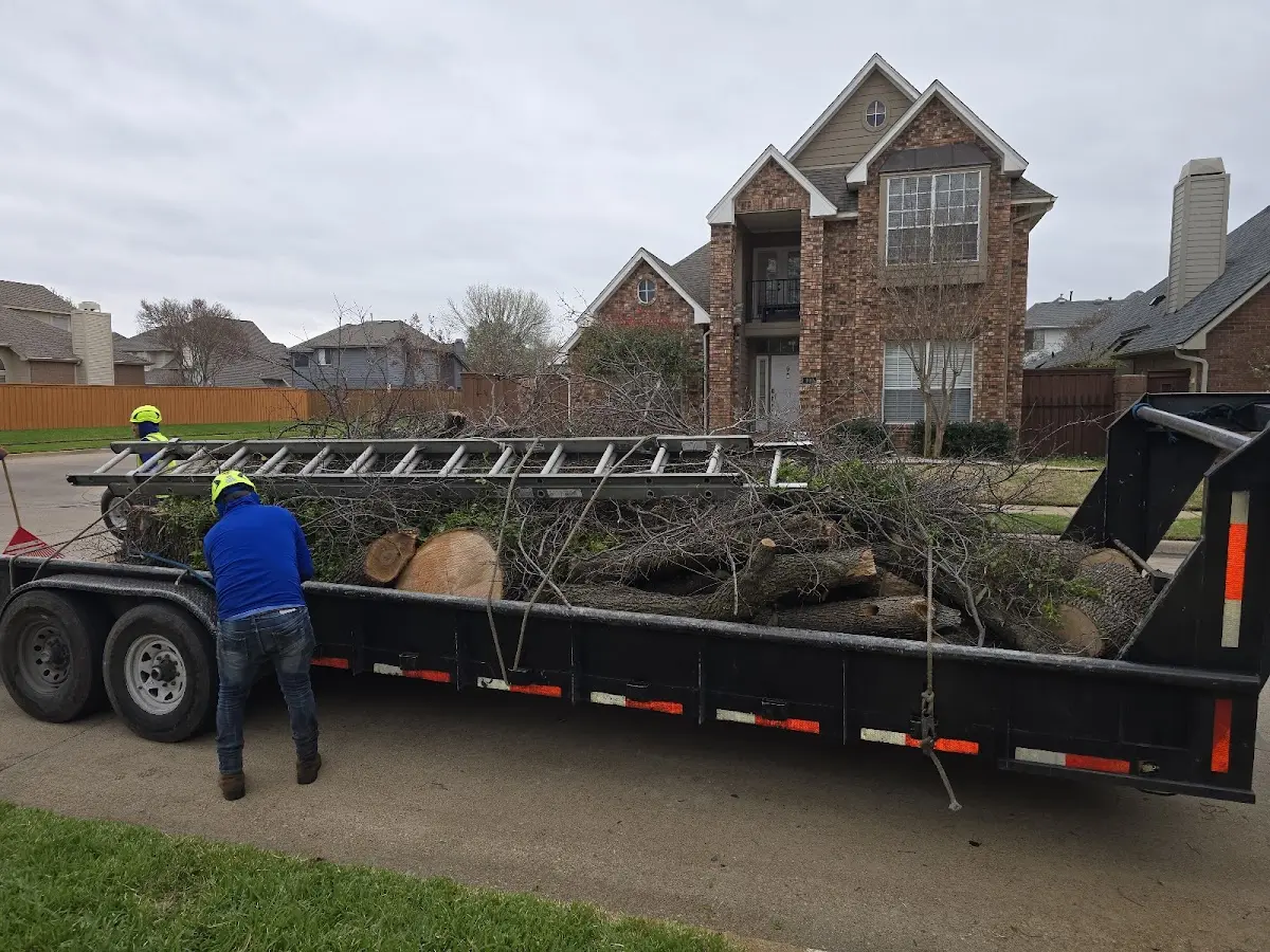 Expert Tree Fertilization with proper safety equipment in Mesa